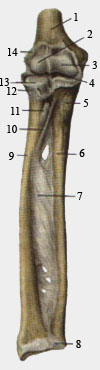 Локтевой сустав и соединения костей предплечья.