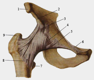 Связки тазобедренного сустава. Вид спереди.
