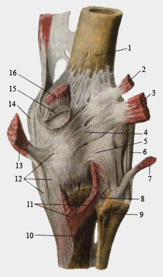 Коленный сустав. Вид сзади.