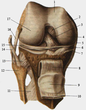Коленный сустав, правый. Вид спереди.