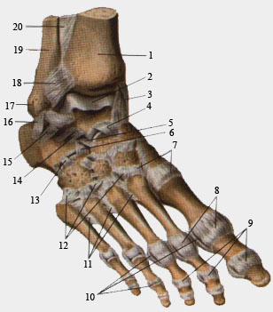 Связки и суставы стопы, правой. Вид серху и справа.