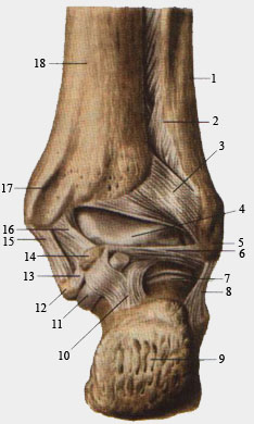 Связки голеностопного сустава, правого. Вид сзади.