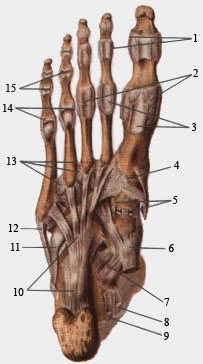 Связки и суставы стопы, правой. Подошвенная сторона.
