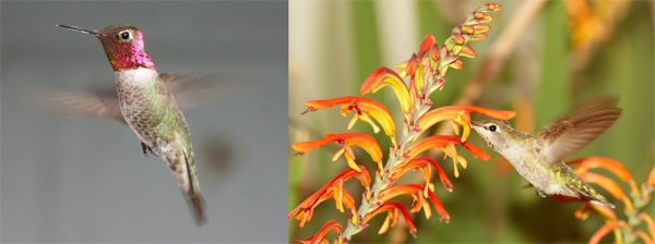 Слева: взрослый самец колибри Анны. Справа: самка колибри Анны пьет нектар из цветка. Фото с сайта en.wikipedia.org