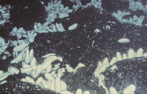 Крупный двустворчатый моллюск <i>Calyptogena magnifica</i>, обитающий близ гидротермальных источников на дне океана, получает всё необходимое от симбиотических бактерий, живущих в клетках его тела. Фотография сделана на глубине 2600 м в восточной части Тихого океана. Фото © Woods Hole Oceanographic Institution с сайта www.conchologistsofamerica.org