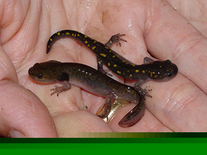 Ambystoma maculatum: личинка (слева) и особь, прошедшая метаморфоз (справа). Фото с сайта vernalpools.enaturalist.org