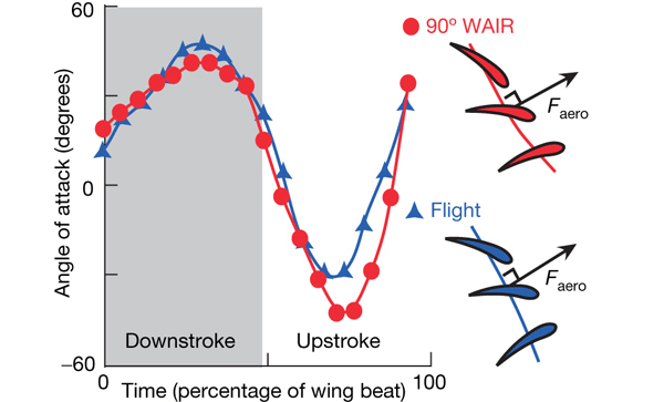 Динамика изменения угла атаки крыла кеклика при полете (синяя линия) и беге вверх по склону, в данном случае вертикальному (красная линия). Downstroke — движение крыла вниз, upstroke — вверх. По оси абсцисс отложено время в процентах от времени одного движения вниз и одного движения вверх вместе взятых. Иллюстрация из обсуждаемой статьи в Nature