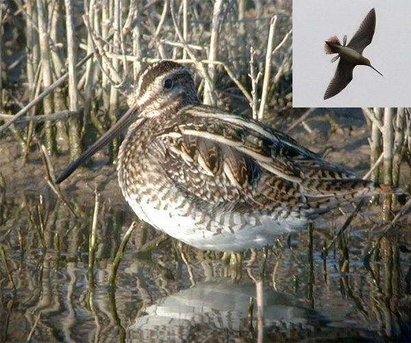 Бекас (Gallinago gallinago) — еще одна птица, умеющая петь хвостом (фото с сайта www.gencat.net). Справа вверху: самец бекаса во время токового полета (фото © Roberto Lerco с сайта www.robertolerco.com)