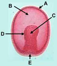 Типичная гаструла многоклеточного животного. A — эктодерма (наружный зародышевый листок), B — бластоцель (первичная полость тела), C — первичная кишка, D — энтодерма (внутренний зародышевый листок), E — бластопор (первичный рот). Фото: Dr. Anna E. Ross, Christian Brothers University, TN (с сайта coris.noaa.gov)