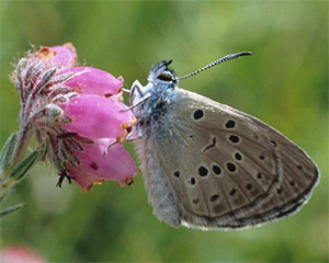 Самец голубянки алькон (Maculinea alcon) на цветке эрики четырехмерной (Erica tetralix). Фото с сайта news.bbc.co.uk