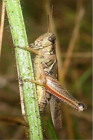 Краснобедрая кобылка Melanoplus femurrubrum (семейство Acrididae, саранчовые), посредством которой пауки влияют на разнообразие и первичную продукцию экосистемы. Фото © Jim Bliss с сайта bugguide.net