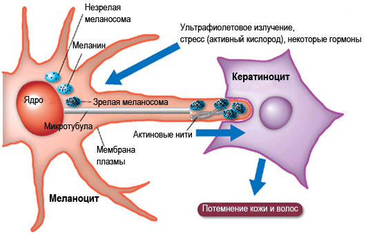 Так в результате воздействия ультрафиолета, стресса и некоторых гормонов происходит синтез меланина и миграция меланосом, заполненных гранулами меланина, из меланоцитов в кератиноциты (изображение с сайта www.riken.go.jp)