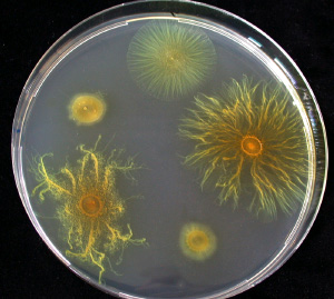 Бактерия Myxococcus xanthus обладает сложным социальным поведением, связанным с механизмами передвижения. От того, как бактерии ползают друг относительно друга, зависит форма колоний. Верхняя колония образована бактериями «дикого типа», остальные — различными мутантами (фото с сайта www.mpg.de)