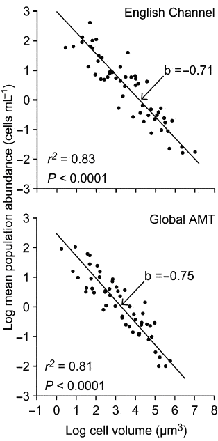 Зависимость численности разных фитопланктонных организмов (логарифм числа клеток в одном миллилитре) от размера клеток (логарифм объема клетки в кубических микрометрах). Верхний график — воды Ла-Манша (англичане его называют Английским каналом), нижний — воды открытой части Атлантического океана. Корреляция в обоих случаях очень высокая, но наклон линий регрессии примерно один и то же, значимо не отличающийся от –0,75. Рисунок из обсуждаемой статьи в Ecology Letters