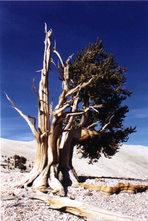 Одно из самых старых деревьев на земле — сосна долговечная (Pinus longaeva), растущая в Калифорнии (США). Ей более 4000 лет (фото с сайта biology.fullerton.edu)