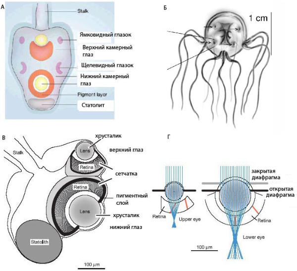 А. Схематическое изображение ропалия кубомедузы со всеми 6 глазами и статолитом. Б. Tripedalia cystophora, стрелками отмечены 4 ропалия. В. Анатомическая модель ропалия Tripedalia cystophora с двумя камерными глазами и статолитом. Г. Оптические модели глаз, использованные для определения фокусного расстояния (рисунки из Coates, 2003; Nilsson et al., 2005; Wehner, 2005)