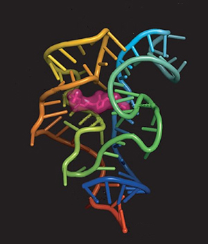 Трехмерная структура РНК-переключателя, реагирующего на тиаминпирофосфат