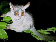 Galago senegalensis