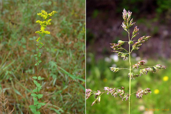 Золотарник морщинистый (Solidago rugosa), процветающий или поедаемый кобылками в зависимости от того, какой вид хищных пауков преобладает в экосистеме (слева), и мятлик луговой (Poa pratensis), выигрывающий при любом раскладе (справа). Фото с сайтов www.missouriplants.com и online-media.uni-marburg.de