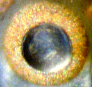 Нижний камерный глаз медузы Tripedalia cystophora (фото © Dan-E. Nilsson с сайта www.wissenschaft-online.de)
