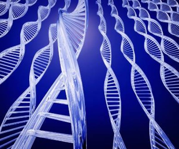 Роль генотипа и условий внешней среды в формировании фенотипа