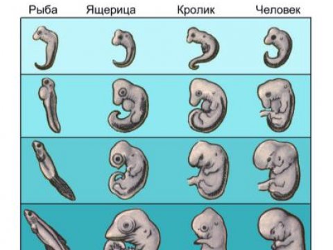 Развитие эволюционных представлений