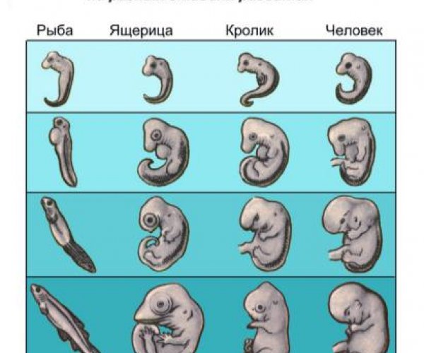 Развитие эволюционных представлений