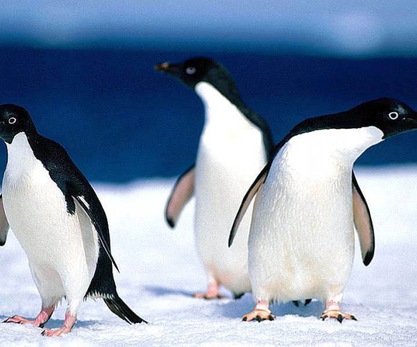 Пингвины считают взмахи крыльями прежде чем всплыть