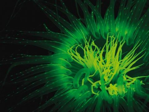 Способность светиться помогает бактериям распространяться
