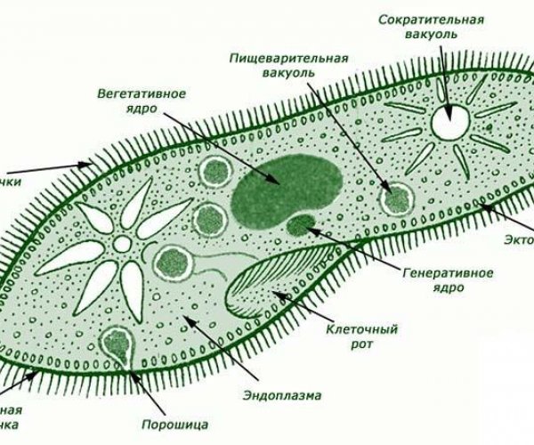 Общая характеристика одноклеточныx