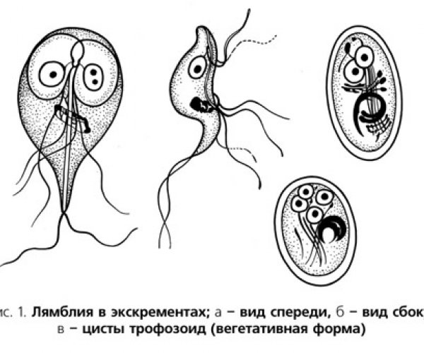 Класс Жгутиковые