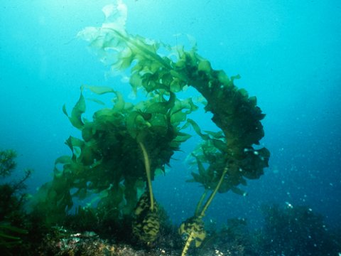 Морские сорняки могут приносить пользу