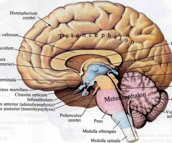Повторение активности в головном мозге повышает производительность в определенном виде деятельности человека