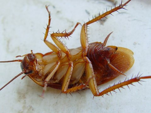 Ученые превратили насекомых в «биобатарейку»