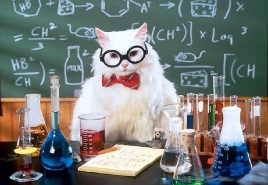 Коты - уникальные животные