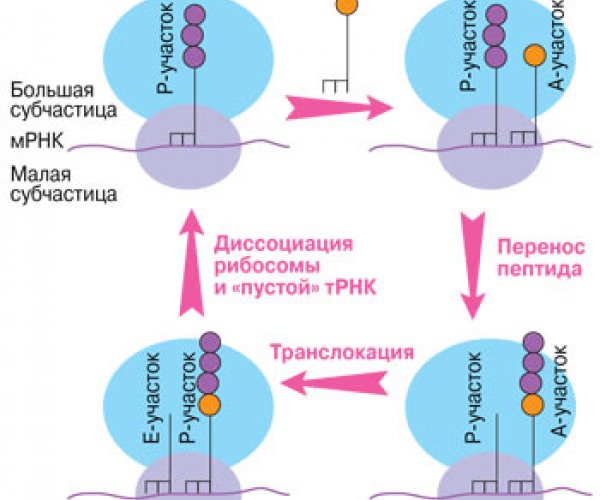 Американские ученые обнаружили новый механизм защиты от токсинов