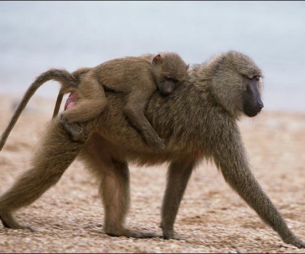 Дружелюбие у бабуинов влияет на продолжительность их жизни