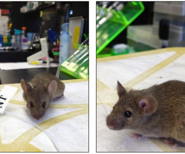 Генетики создали мышей-саперов