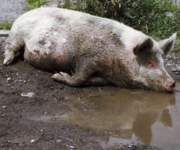 Ученые завершили расшифровку генома свиньи