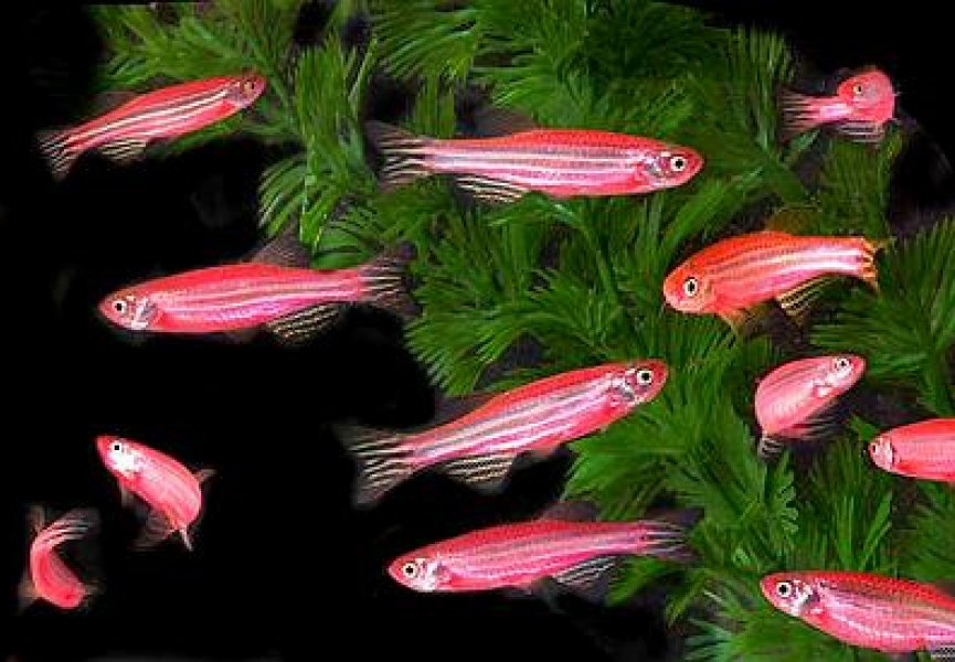 Генетики смогли превратить плавники рыб в конечности