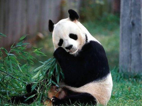 Панда станет «ключом» к лечению многих болезней