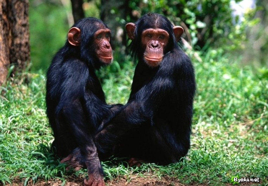 Приматы справедливее чем люди