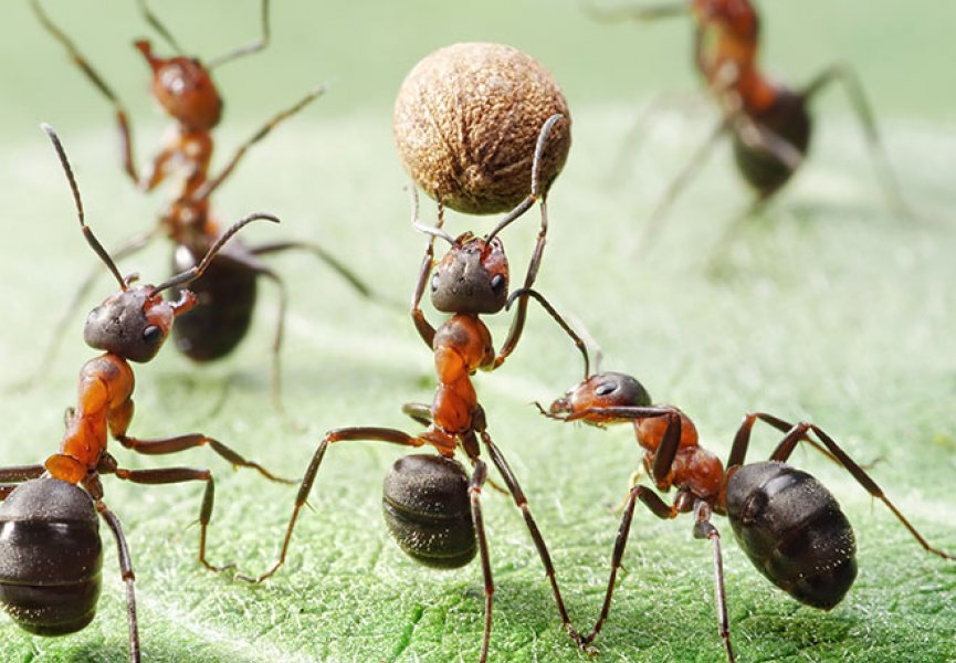 Генетический материал муравьев содержит «супер» ген