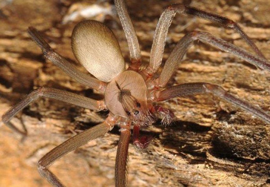Бразильцы создали синтетическое противоядие от укуса пауков