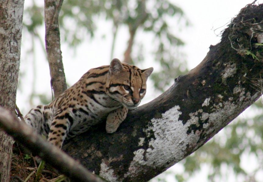 В бразильских лесах обнаружили неизвестных науке представителей семейства кошачьих