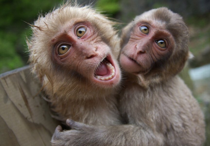 Китайские ученые создали генно-модифицированных приматов