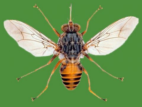 Геном мухи цеце наконец расшифрован