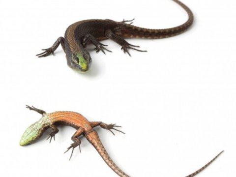 В Эквадоре обнаружен новый вид теневых ящериц