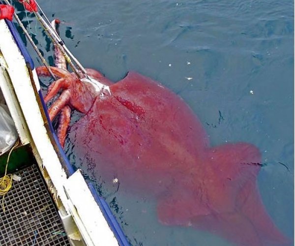 В рыболовные сети попался кальмар весом 350 кг