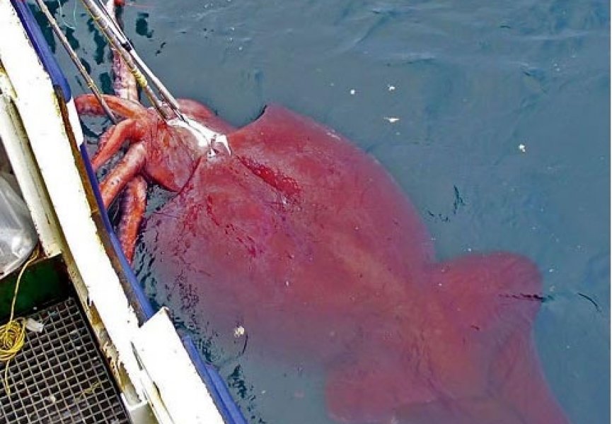 В рыболовные сети попался кальмар весом 350 кг